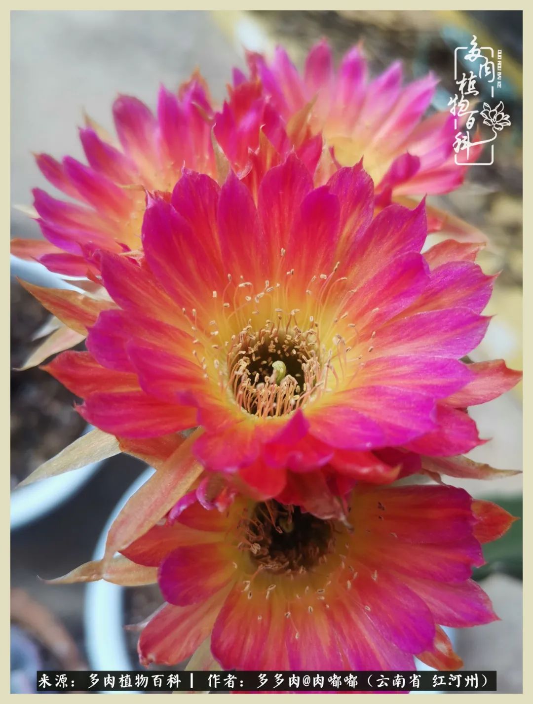 这个春天我们一起去赏花,这个季节我们一起去看花