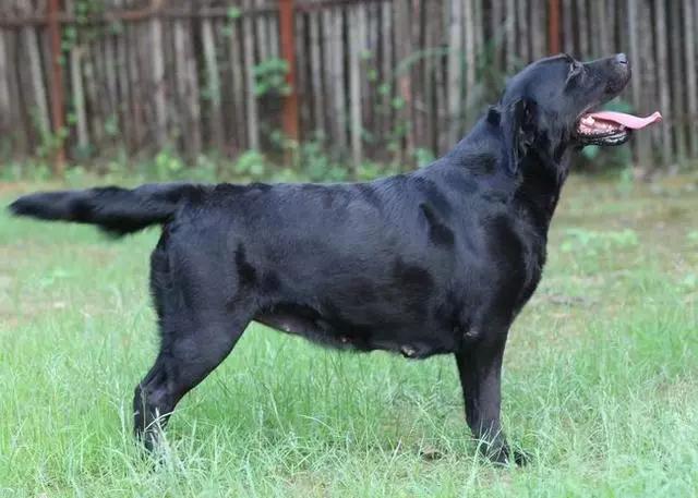 为什么黑色拉布拉多贵,拉布拉多养黑色还是白色