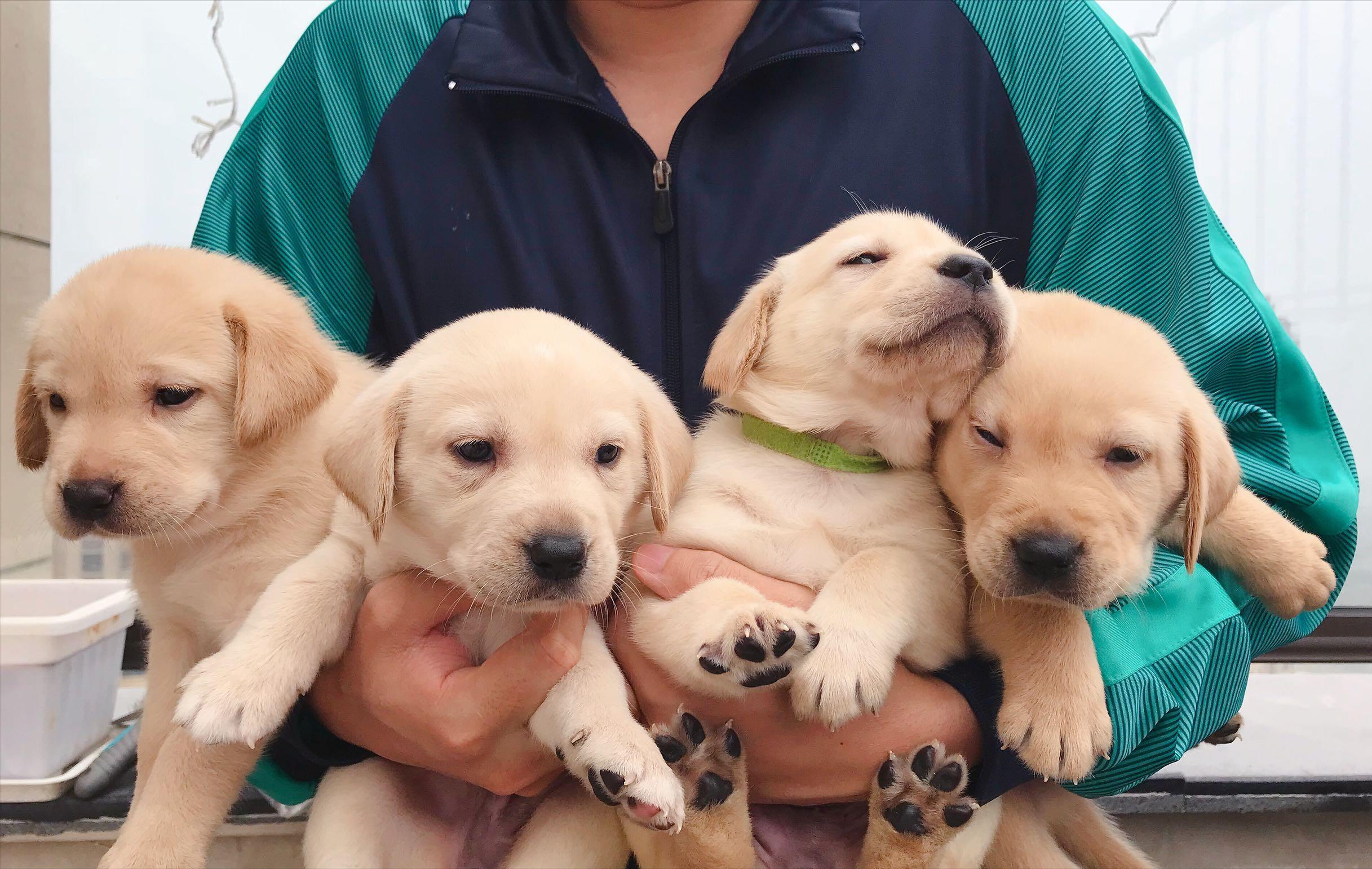 怎样养好狗养狗要注意什么,新手养狗狗该怎么养