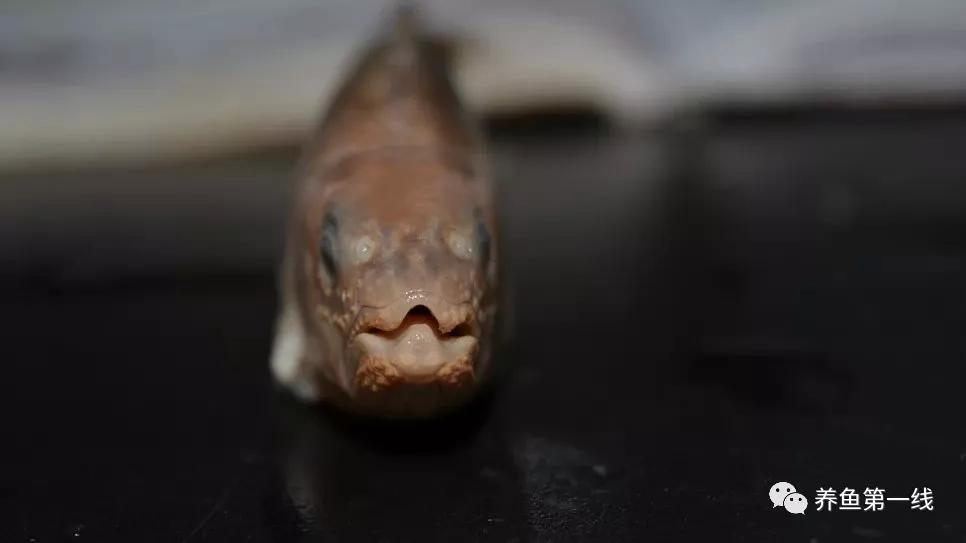 马口鱼又香又脆,马口鱼有灵性吗