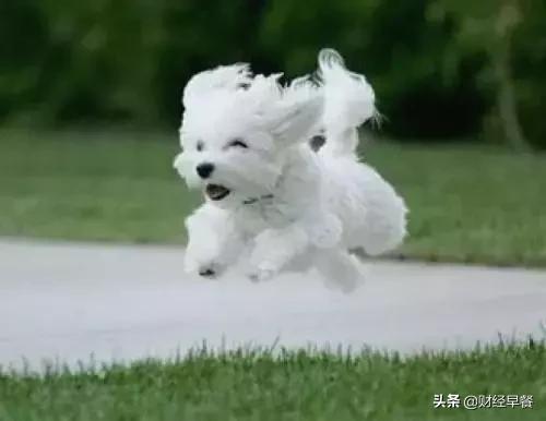 网易考拉与雅诗兰黛哪个好,雅诗兰黛小棕瓶京东自营是真的吗