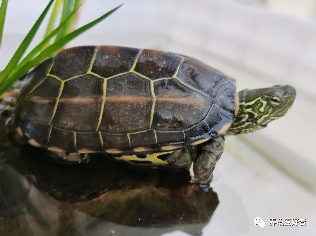 龟养几只才能培养成灵宠,如何养一只健康的狗