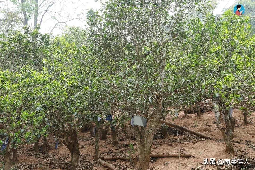 冰岛老寨大秋茶园的茶是真的吗,冰岛五寨之一糯伍什么口感