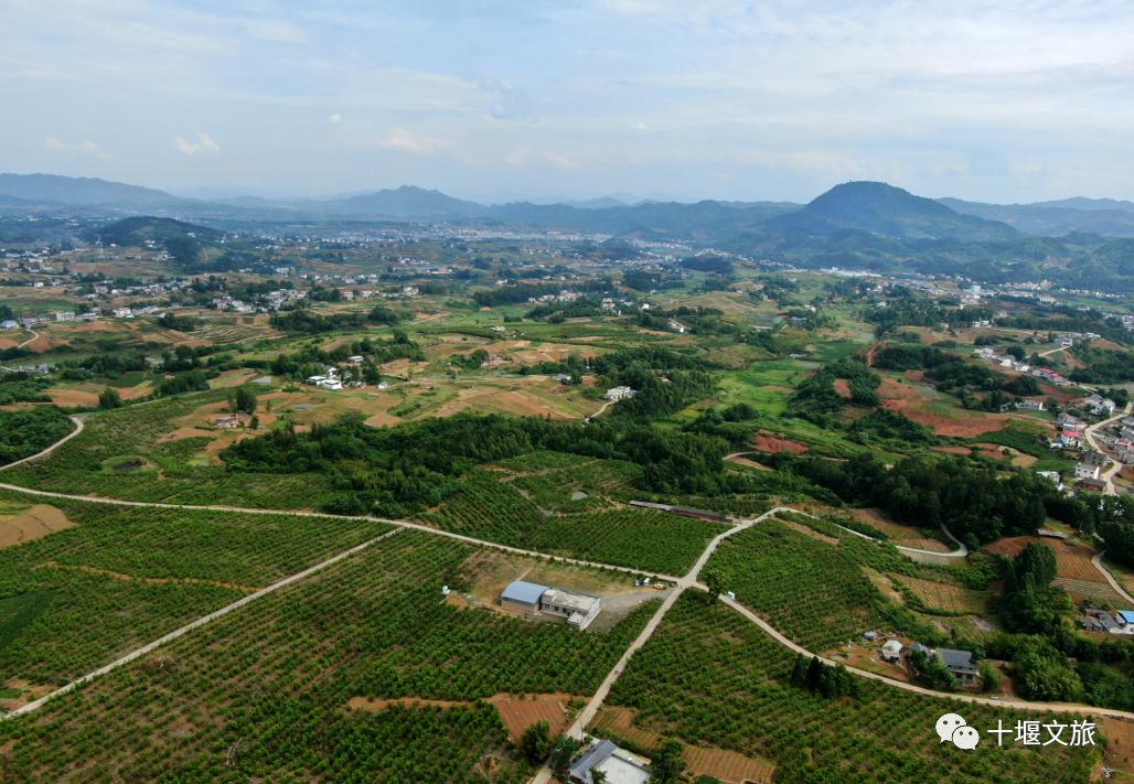 十堰新鲜采摘桃,十堰西沟桃子