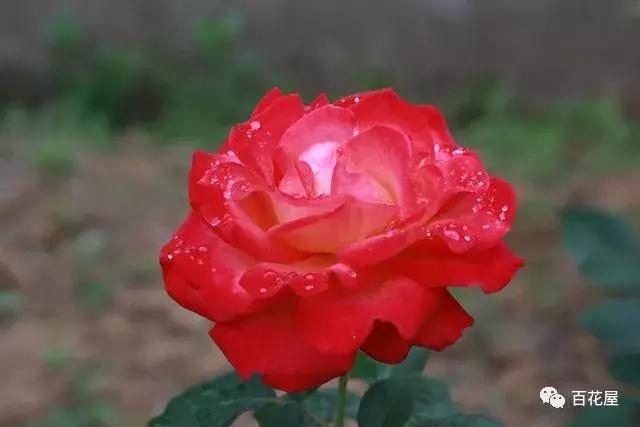 养月季花花叶发黄怎么办,养月季树枝全部干了怎么回事