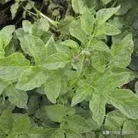 马铃薯豆角病害图谱,马铃薯病害图谱大全