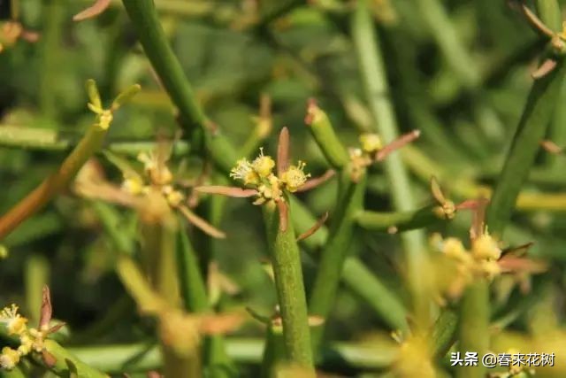 光棍树养殖方法,招财光棍树怎么样扦插