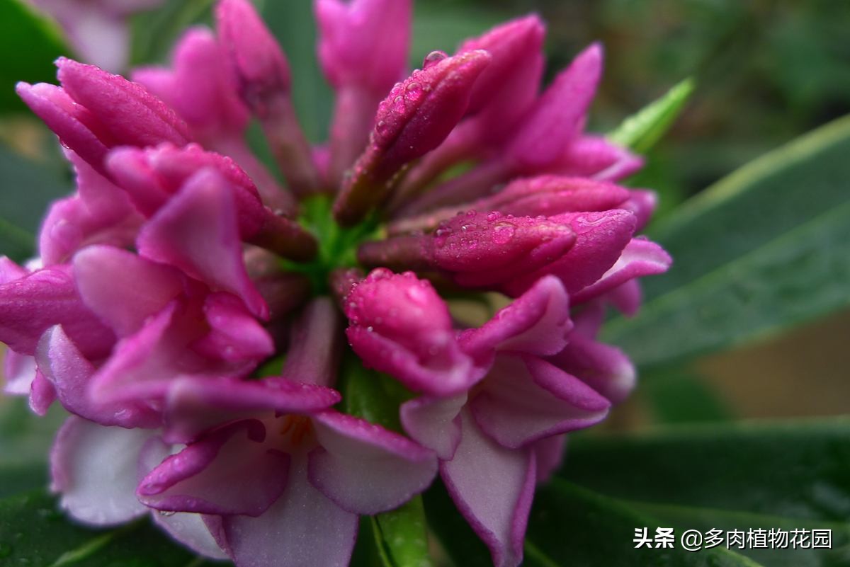 瑞香叶发黄掉叶是怎么回事,瑞香叶片很薄怎么回事