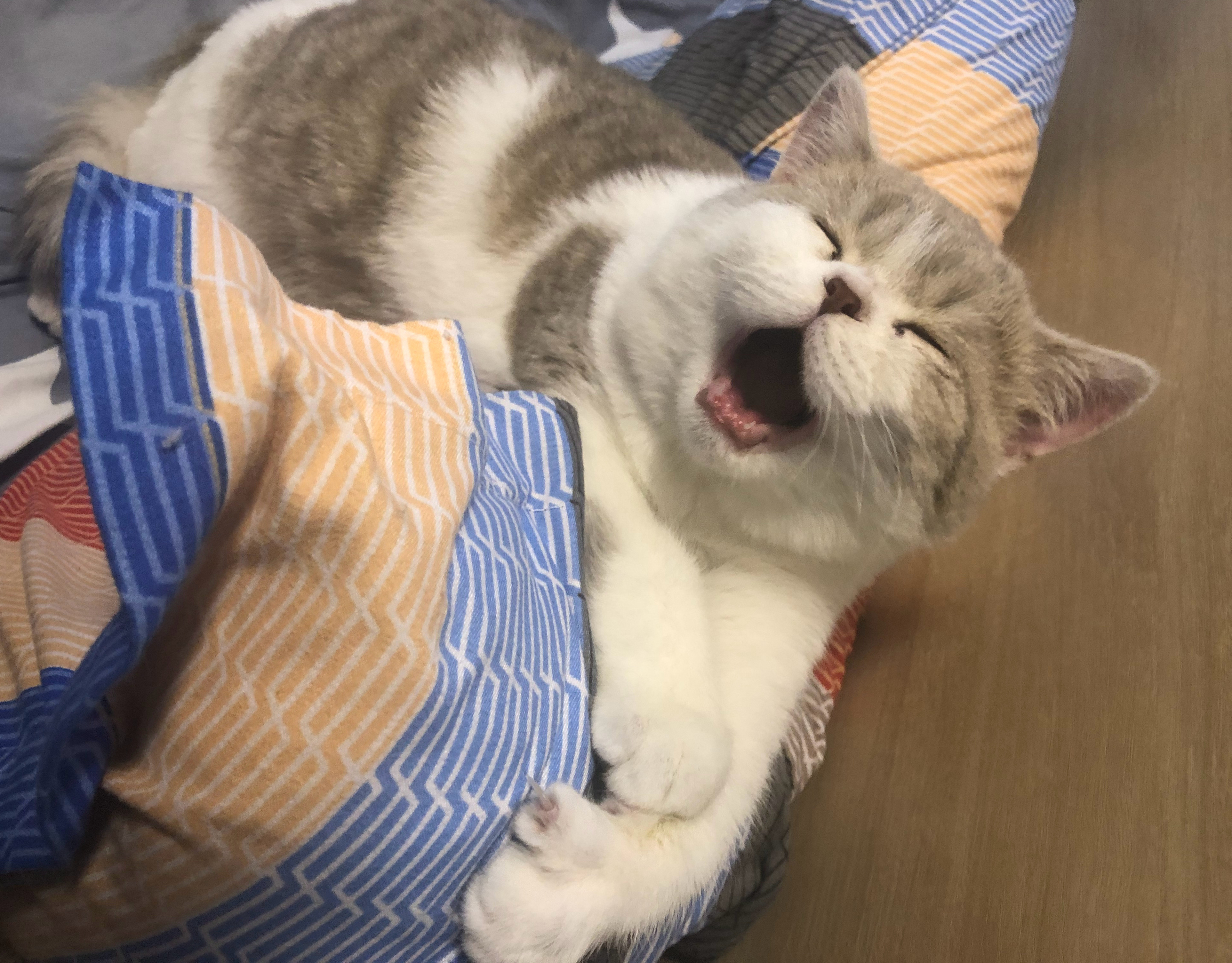 猫咪独自在家回来变得异常胆小,猫咪独自在家15天家会变成什么样