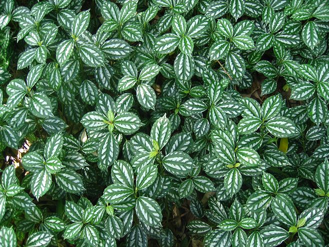 好养的盆栽花卉大全,人养花花