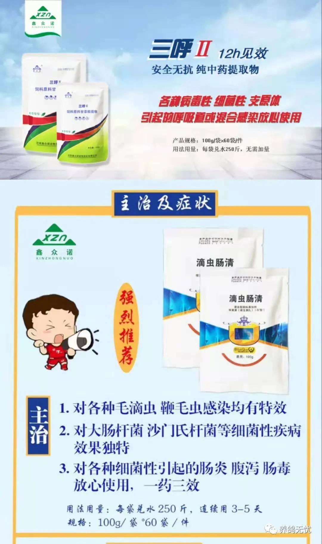 幼鸽什么时候清理沙门氏菌,幼鸽下窝毛滴虫影响比赛吗