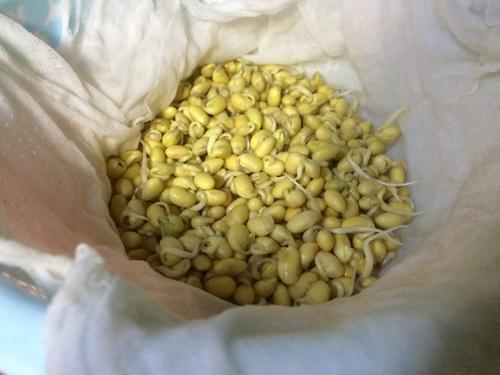 四年级上册第三单元观察日记400字,四年级三单元习作观察日记怎么写