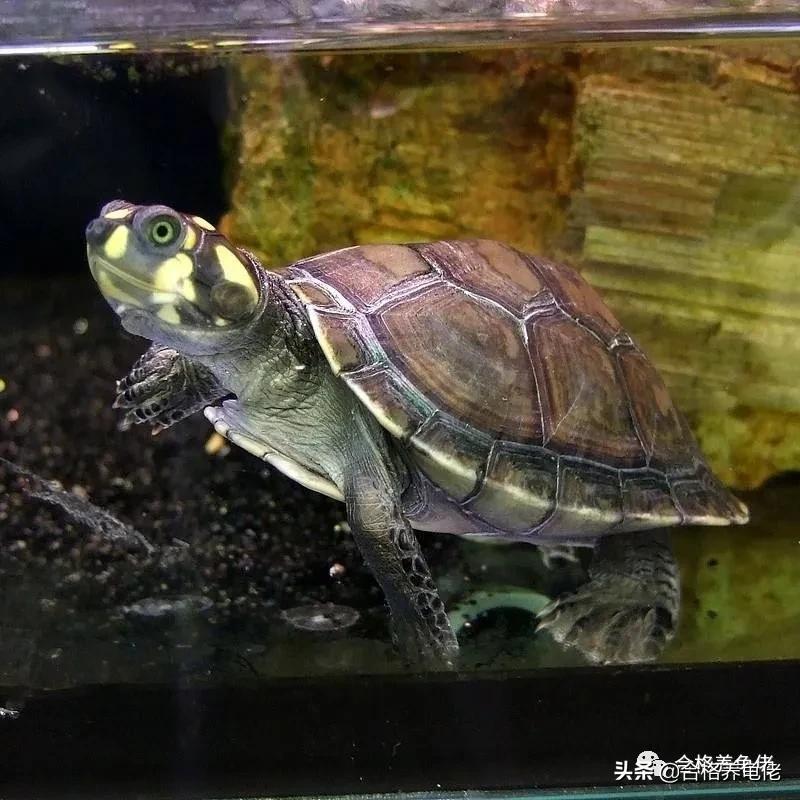 安利几个小技巧给你,怎么安利杰尼龟