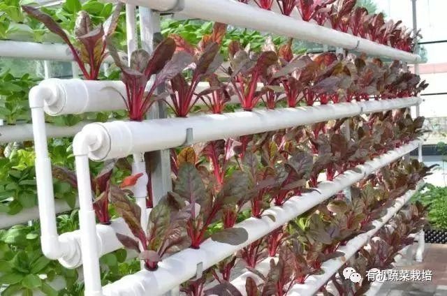 有机生态无土栽培原理与技术,无土栽培知识