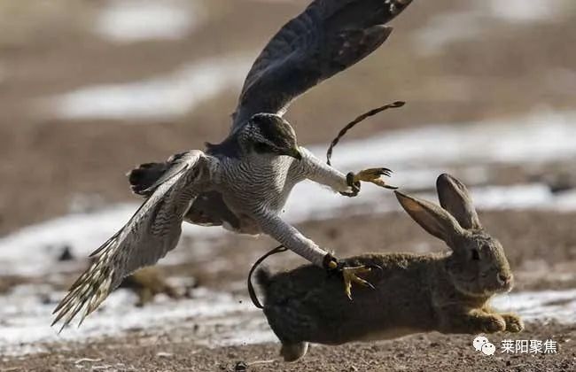 莱阳用电捕兔,莱阳猎兔