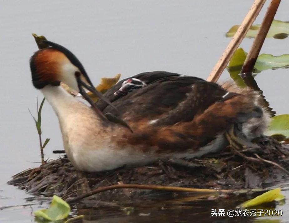 刚出生的鱼宝宝很大,刚生出来的鱼宝宝不怎么动呢
