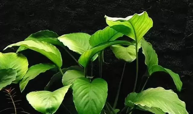 金鱼吃水草怎么养,金鱼吃水里的苔藓