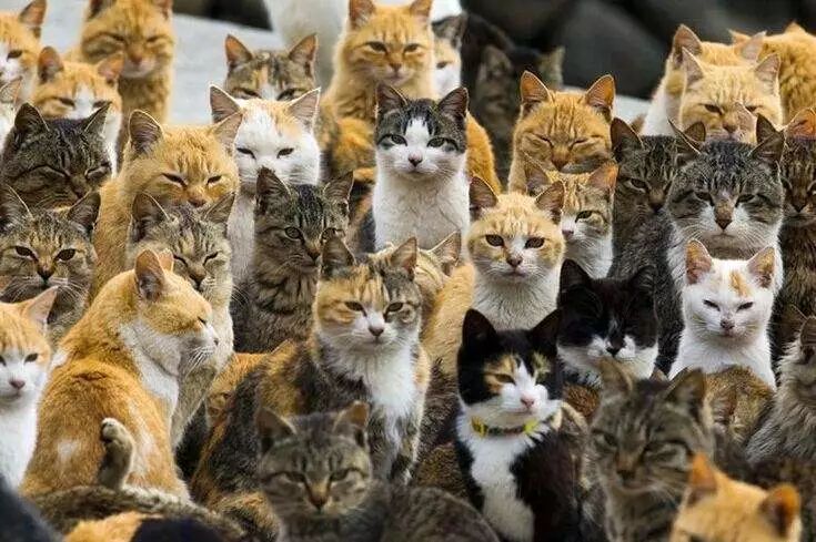 告别流浪猫展览再现12个吸猫圣地,最治愈的吸猫胜地