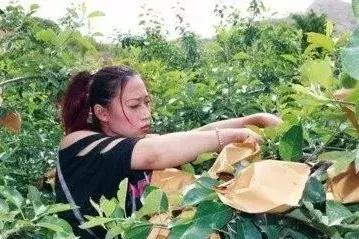 苹果套袋以后还打叶面肥吗,苹果套袋会降低甜吗