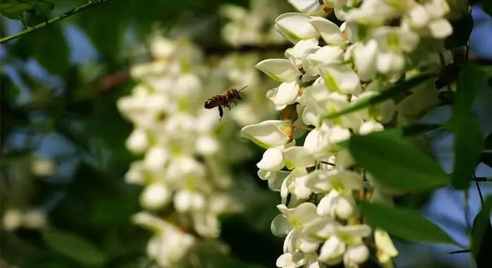 蜂蜜枣花蜜和槐花蜜哪个好,土蜂蜜和槐花蜜哪个比较好