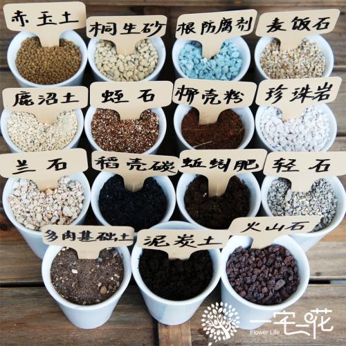 胖美人多肉植物养护,讲多肉植物养护直播