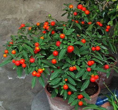 卧室可以养这五种盆栽,大盆栽植物室内旺宅