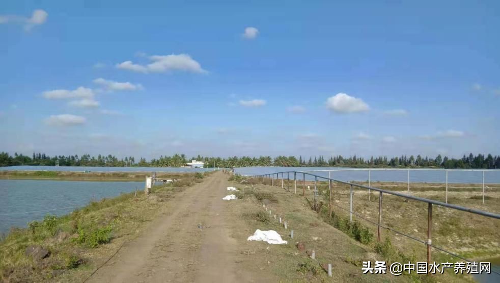 贸易战对罗非鱼影响,中美贸易战对商品价格影响