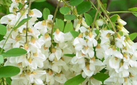 国槐和洋槐的区别有哪些,槐树跟洋槐的区别