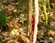 红小豆最佳种植方法小妙招,红小豆高产种植技术