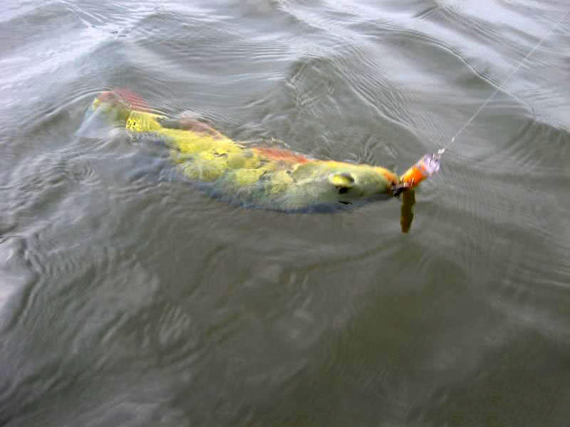 孔雀鱼凶猛,美丽凶猛观赏鱼