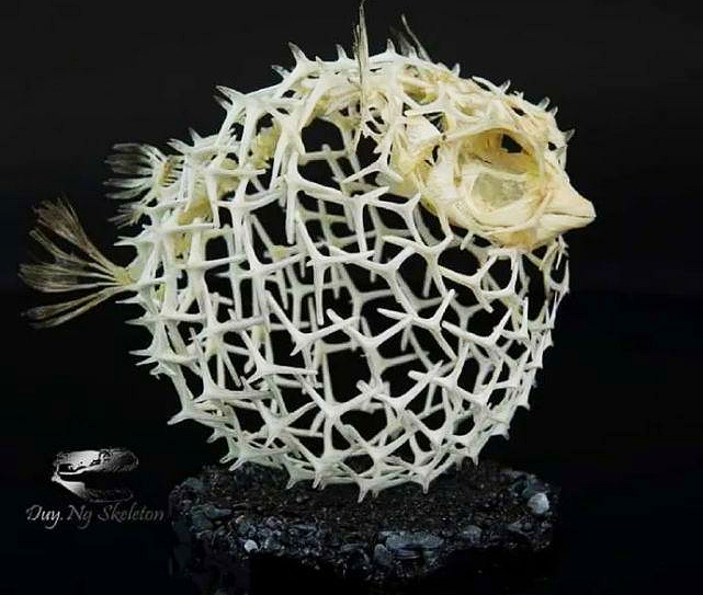 30个关于动物的冷知识,关于动物的冷知识50字