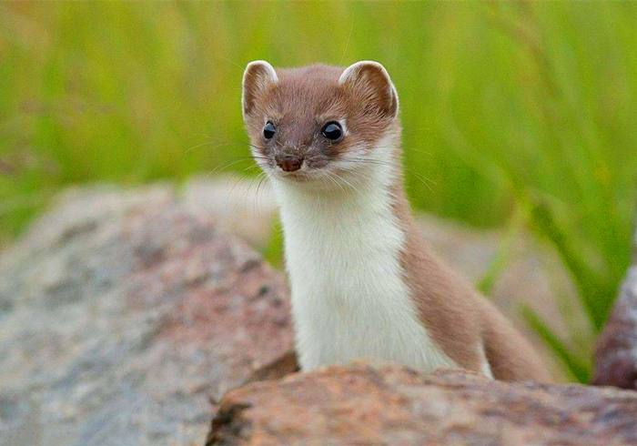 黄鼠狼为什么不怕公鸡,黄鼠狼给鸡拜年不安好心真实的吗