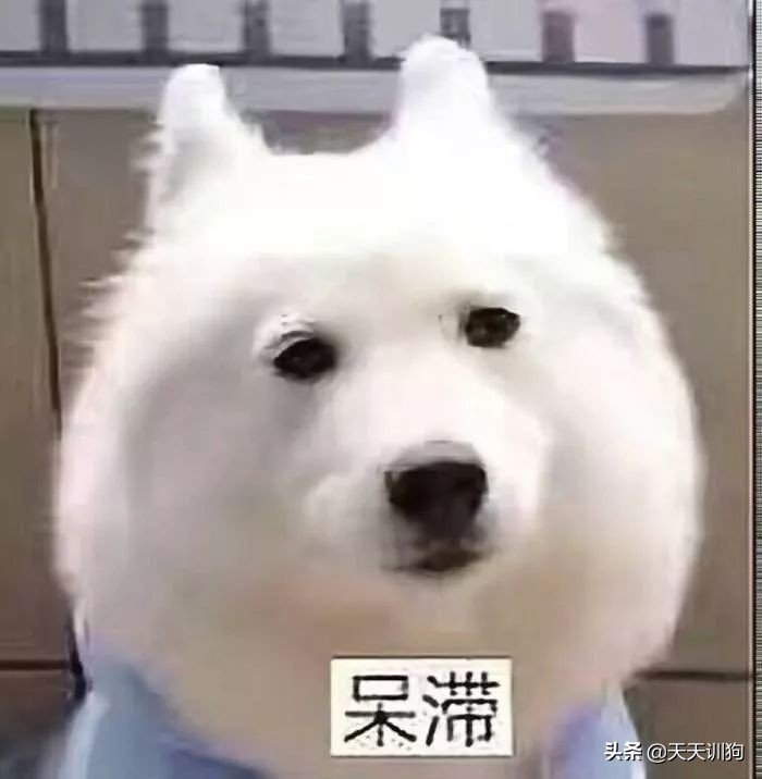 狗狗最想让你知道的9件事,狗狗最反感的事图片