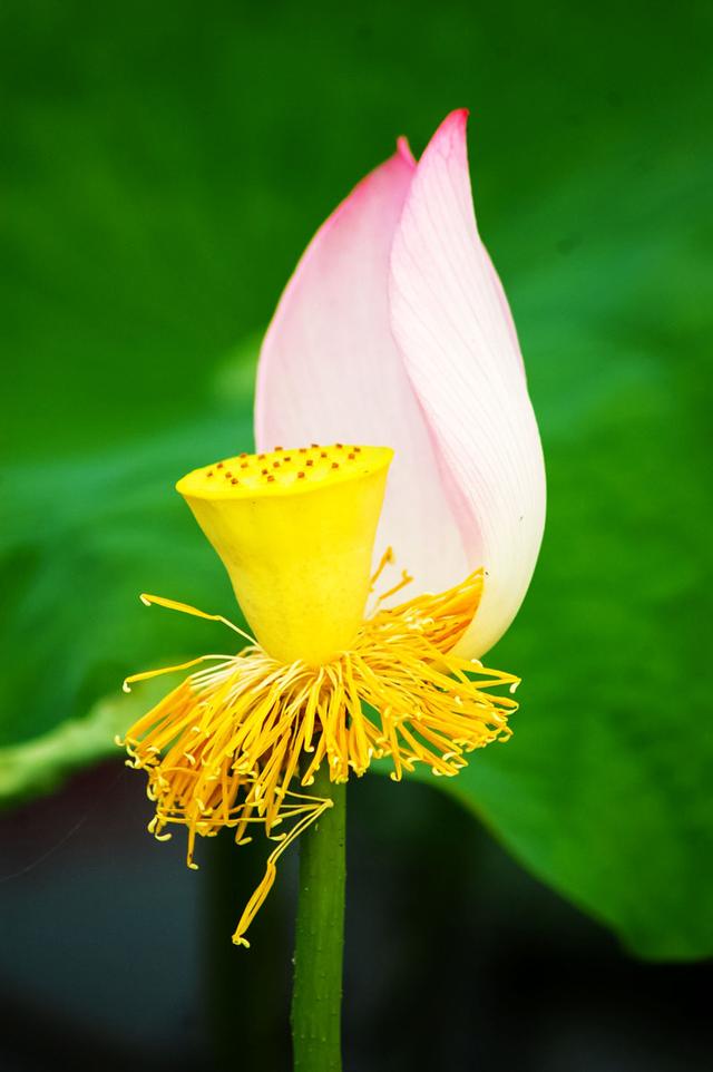 盛夏来一场赏荷盛宴