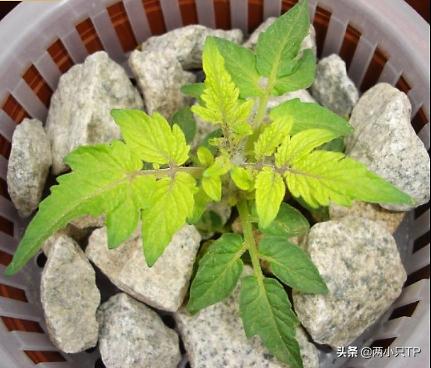 植物缺铁缺镁的症状是什么,植物缺镁最简单的补充方法