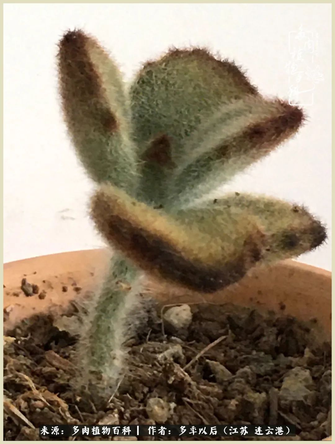 多去花前谈以后，少来月下忆当年