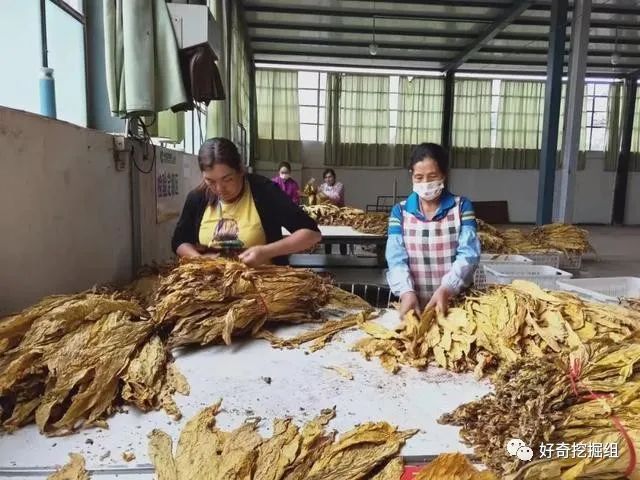 中国烟草牛吗,中烟为什么没有成为世界500强