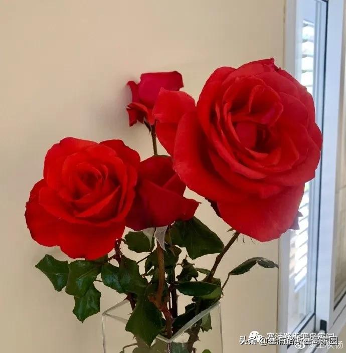 疫情宅日记,关于疫情宅在家里的日记