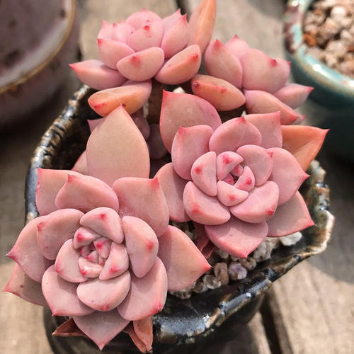 1000种多肉植物图鉴大全大图,景天科1000种多肉植物图鉴