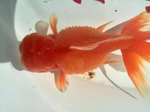 小金鱼炸鳞是怎么回事,小金鱼炸鳞是什么样的