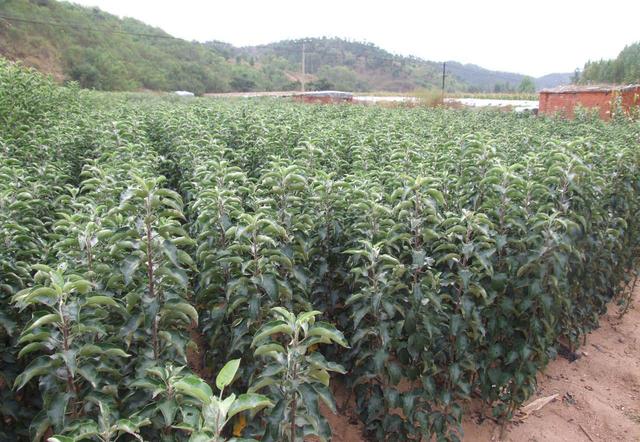 苹果出嫩叶卷叶怎么治,苹果花后怎么防治病害