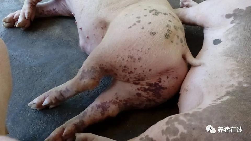 母猪焕新找长河｜猪身上的红疙瘩是蚊子咬的吗？