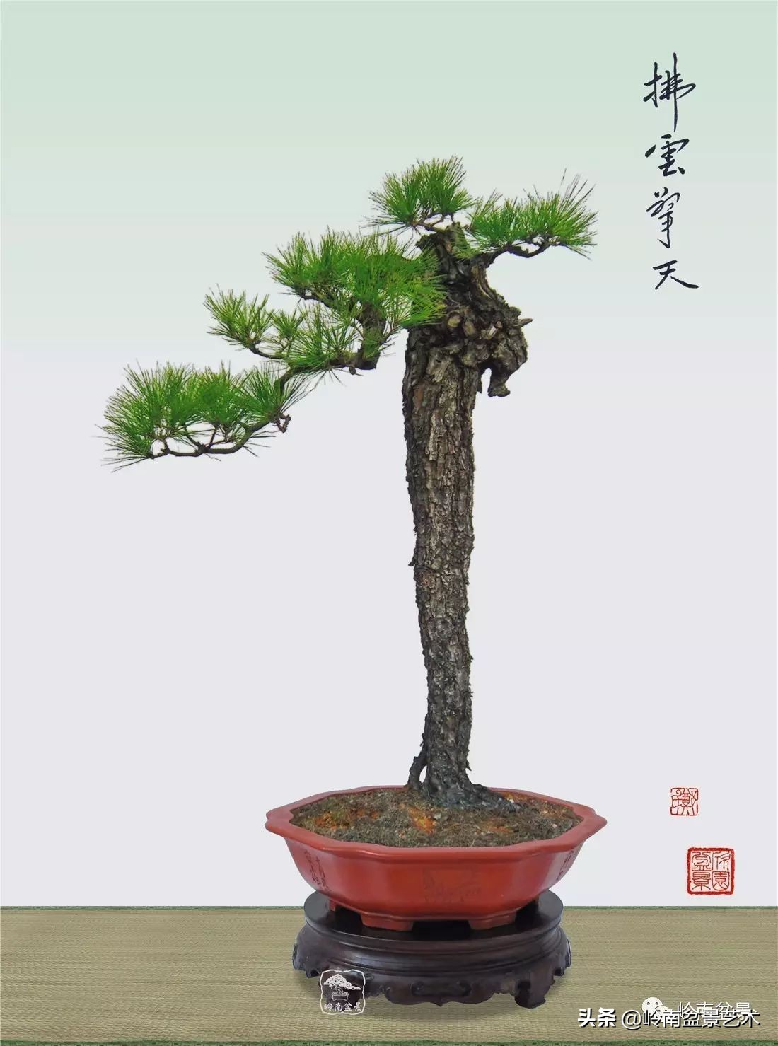 山松马尾松盆景,盆景大师郑永泰有书吗