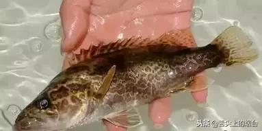 吃鱼的禁忌有哪些,吃鱼有什么禁忌不能与什么同吃