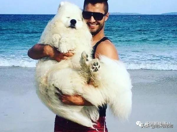 要狗看门？千万别选萨摩耶！这货除了笑不会干别的了