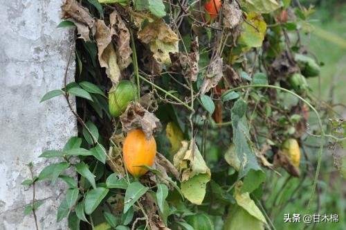 童年野果子,儿时的野果子总让人回味无穷