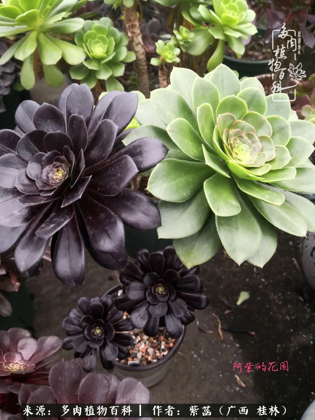 如何在夏天买的多肉度夏,多肉度夏好帮手