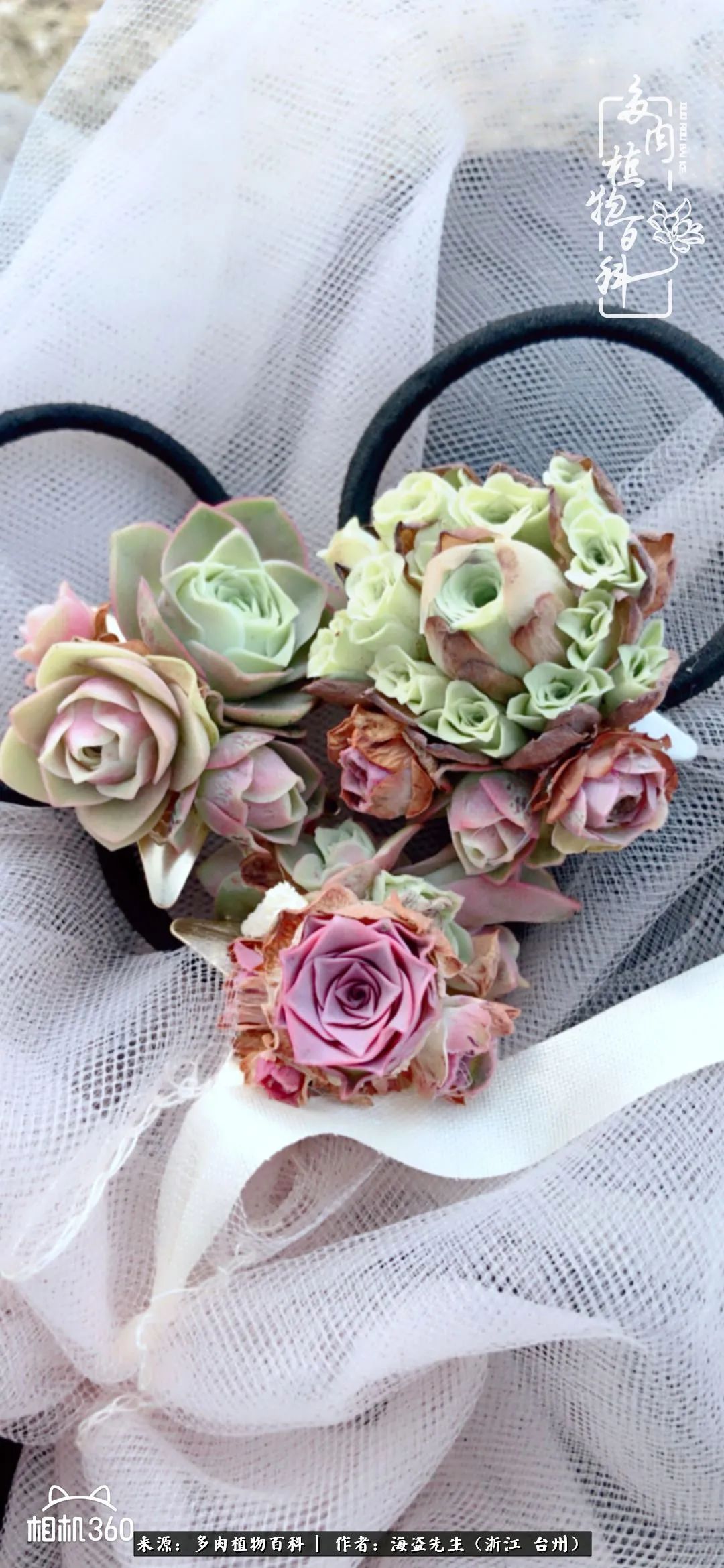 山地玫瑰养护顺口溜,山地玫瑰的养护种植注意事项视频