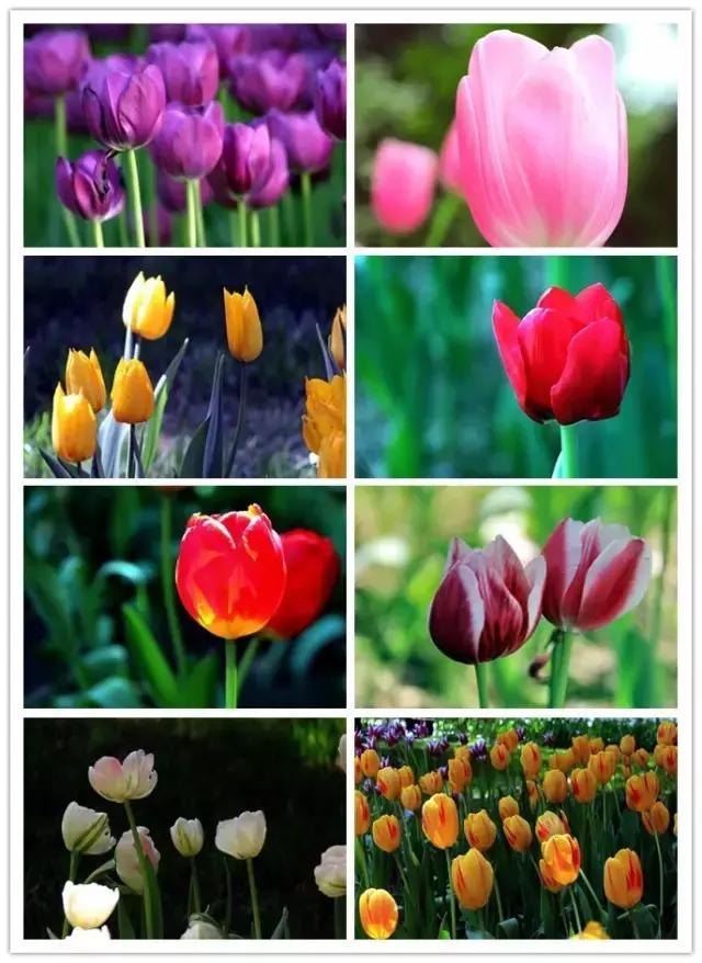 史上最全的花卉介绍，认识超过30种以上绝对是大神