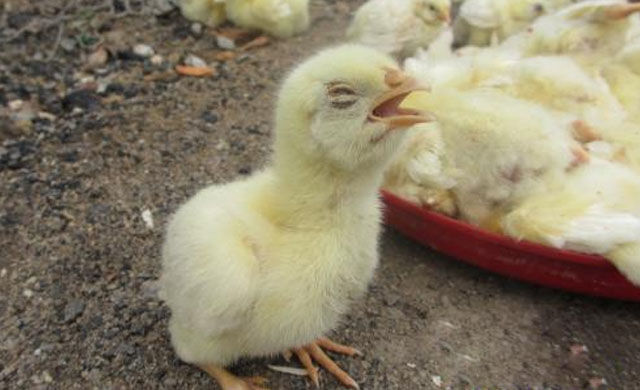 鸡出现咳嗽是什么症状,鸡咳嗽一招解决